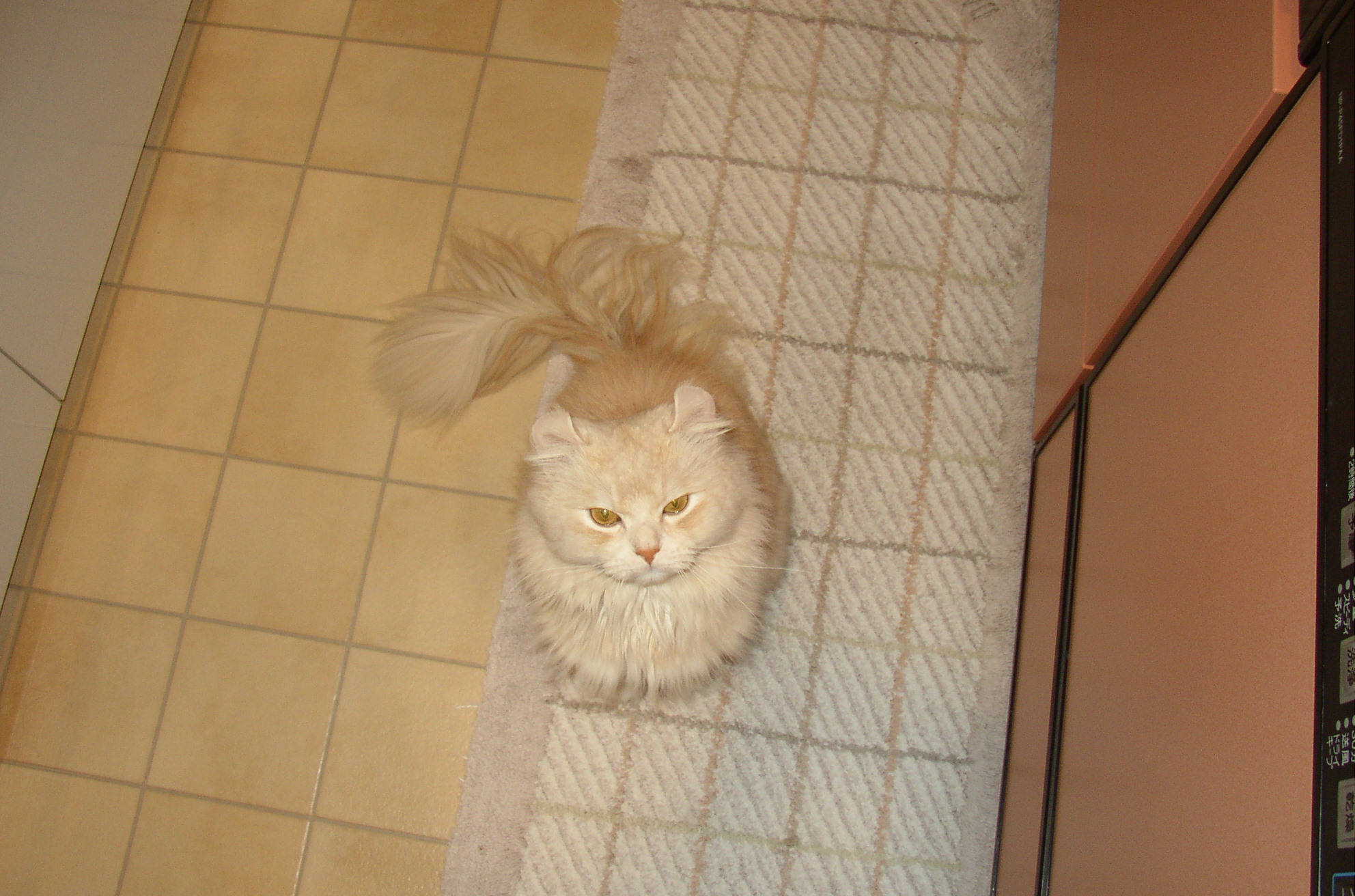 ���˂���